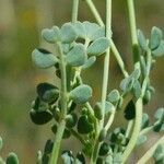 Coronilla minima leaf picture by Alain Lagrave (cc-by-sa)