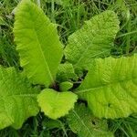 Primula veris leaf picture by Brian McNamara (cc-by-sa)