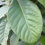 Ficus habrophylla leaf picture by Pierre Bonnet (cc-by-sa)