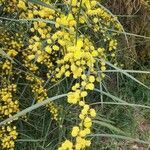 Acacia retinodes flower picture by giovanni (cc-by-sa)