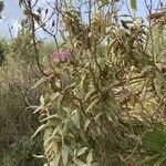 Phlomis purpurea habit picture by Collados Ana (cc-by-sa)