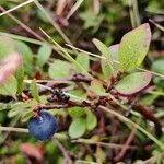 Vaccinium uliginosum leaf picture by Onaishe (cc-by-sa)