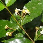 Malpighia albiflora flower picture by Nelson Zamora Villalobos (cc-by-nc)