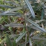 Podocarpus latifolius leaf picture by Jerome Sudre (cc-by-sa)