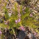 Campylanthus salsoloides flower picture by Daniel schefer (cc-by-sa)