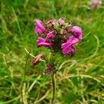 Pedicularis pyrenaica flower picture by Nicolas Lagarrigue (cc-by-sa)