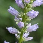 Campanula bononiensis flower picture by Stefan Kamps (cc-by-sa)