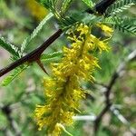 Prosopis torquata flower picture by Trap Hers (cc-by-sa)