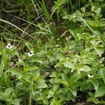 Cornus suecica habit picture by Genghis Attenborough (cc-by-sa)