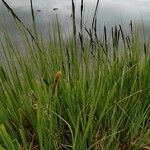 Carex elata flower picture by Radford Ashley (cc-by-sa)