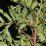 Mimosa platycarpa leaf picture by Nelson Zamora Villalobos (cc-by-nc)