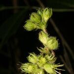 Pavonia peruviana fruit picture by Nelson Zamora Villalobos (cc-by-nc)