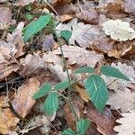 Rubus pedemontanus leaf picture by Michael Michael (cc-by-sa)