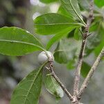 Randia grandifolia fruit picture by Nelson Zamora Villalobos (cc-by-nc)