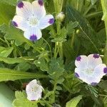 Nemophila maculata flower picture by Lourdes Koch (cc-by-sa)