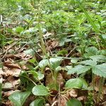 Pyrola rotundifolia habit picture by Sylvain Piry (cc-by-sa)