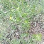 Potentilla argentea habit picture by Gabriel Mayrhofer (cc-by-sa)