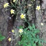 Lactuca muralis habit picture by Radbout Timmer (cc-by-sa)