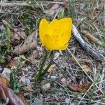 Sternbergia lutea habit picture by Denis Bastianelli (cc-by-sa)