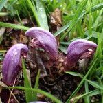 Lathraea clandestina habit picture by Sylvain Piry (cc-by-sa)