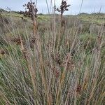 Juncus maritimus leaf picture by Do Vermee (cc-by-sa)