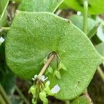 Claytonia perfoliata flower picture by Hans van den Heuvel (cc-by-sa)