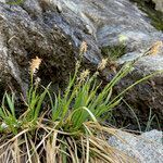 Carex sempervirens habit picture by Fabien Anthelme (cc-by-sa)