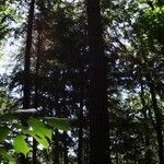 Sequoiadendron giganteum habit picture by Alain Bigou (cc-by-sa)