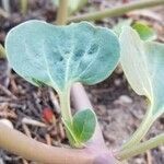 Mirabilis multiflora leaf picture by John Cumper (cc-by-sa)