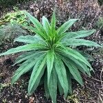 Echium pininana leaf picture by Modi Elnadi (cc-by-sa)