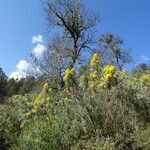 Senecio cinerarioides habit picture by Fabien Anthelme (cc-by-sa)