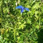 Gentiana bavarica habit picture by Vladimír Valach (cc-by-sa)