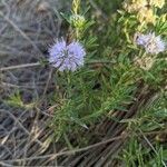 Mentha cervina habit picture by Denis Bastianelli (cc-by-sa)