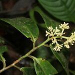 Ardisia standleyana flower picture by Nelson Zamora Villalobos (cc-by-nc)