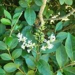 Ligustrum ovalifolium flower picture by Tanja Lindgreen (cc-by-sa)