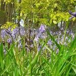 Hyacinthoides non-scripta habit picture by Keith Savage (cc-by-sa)