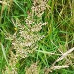 Agrostis stolonifera fruit picture by Robert Devoy (cc-by-sa)