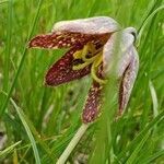 Fritillaria affinis flower picture by Ethan Greer (cc-by-sa)