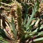 Plantago coronopus flower picture by nicolas pecqueux (cc-by-sa)