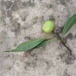 Garcinia lanceifolia fruit picture by PANJU BORKAKATY (cc-by-sa)