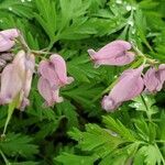 Dicentra formosa flower picture by J.R. B. (cc-by-sa)