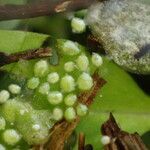 Wolffia arrhiza leaf picture by Sylvain Piry (cc-by-sa)