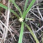 Hypoxis decumbens habit picture by Trap Hers (cc-by-sa)