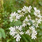 Heracleum austriacum flower picture by Lennaert Steen (cc-by-sa)