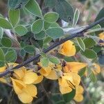 Cytisus villosus flower picture by iannizzotto michele (cc-by-sa)