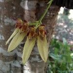 Bulbophyllum longiflorum flower picture by vecchio daniel (cc-by-sa)