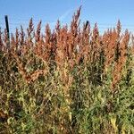 Rumex aquaticus habit picture by Patrick Guillard (cc-by-sa)