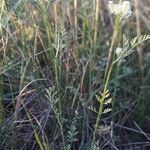 Torilis leptophylla habit picture by Emmanuel Cosson (cc-by-sa)