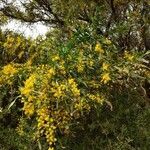 Acacia saligna habit picture by Mark Jackson (cc-by-sa)