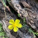 Fumana procumbens flower picture by Estaun Esperanza (cc-by-sa)